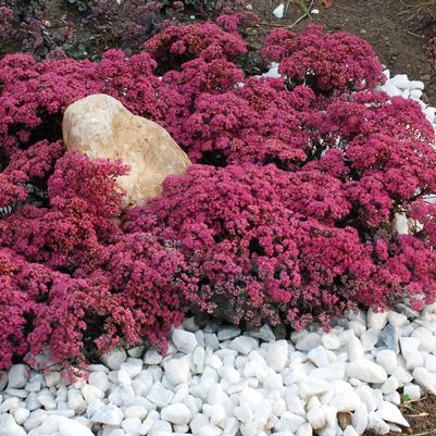 Sedum x Sunsparkler® 'Dazzleberry'