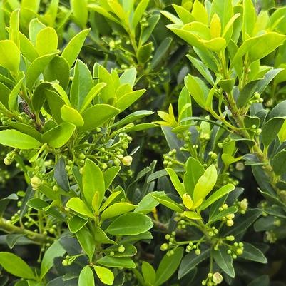 Ilex crenata 'Hoogendorn'