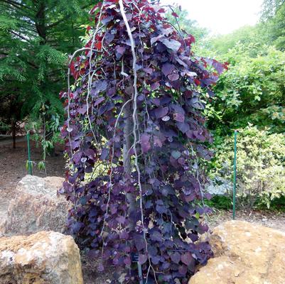 Cercis canadensis Ruby Falls