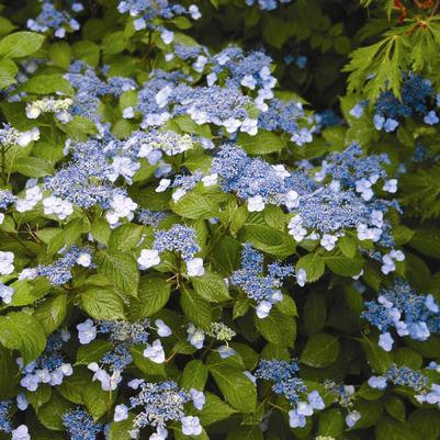 Hydrangea serrata 'Blue Billows'