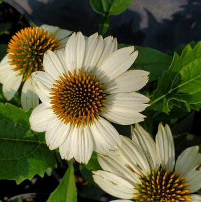 Echinacea purpurea PowWow® White