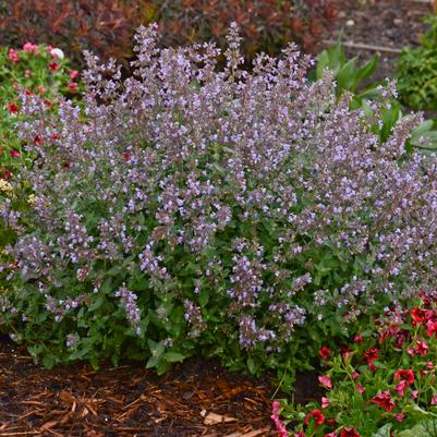 Nepeta faassenii 'Cat's Meow'