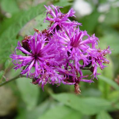 Vernonia noveboracensis 