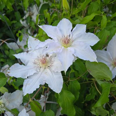 Clematis x Hyde Hall™