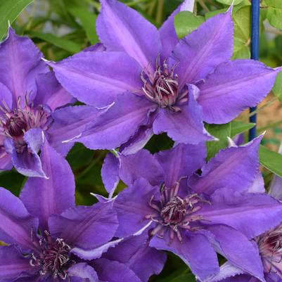 Clematis x Boulevard® Edda™