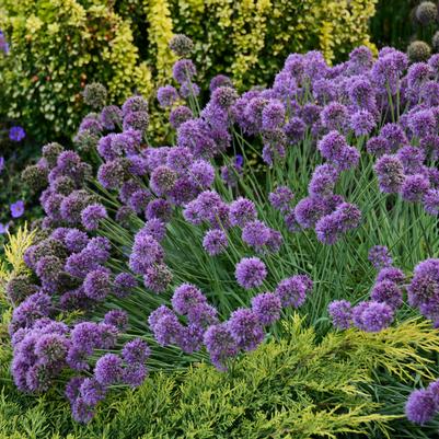 Allium x 'Medusa'