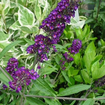 Buddleia davidii 'Black Knight'