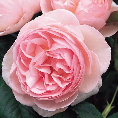 Rosa Heritage™
