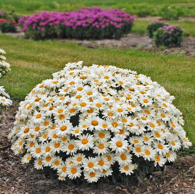 Leucanthemum superbum 'Whoops-a-Daisy'