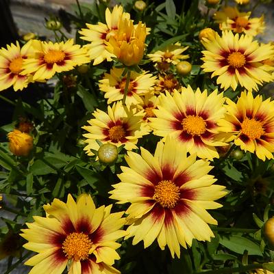 Coreopsis Li'l Bang™ Enchanted Eve