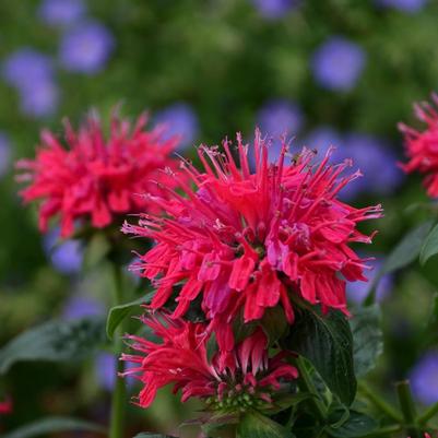 Monarda Sugar Buzz™ Cherry Pops