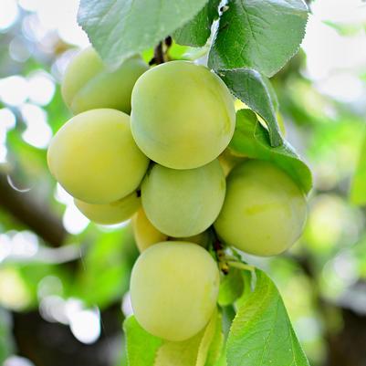 Prunus x domestica 'Green Gage'