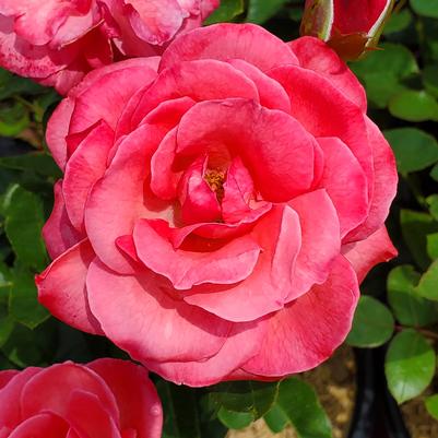 Rosa Easy Elegance® Grandma's Blessing