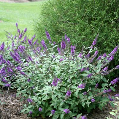 Buddleia x Lo & Behold® Lo & Behold® 'Blue Chip Jr.'