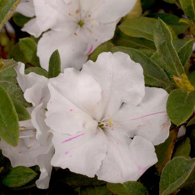 Azalea x Encore® Autumn Lily®