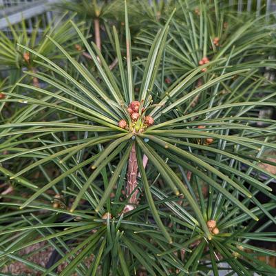 Sciadopitys verticillata 'Wintergreen'