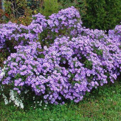 Aster oblongifolium 'Raydon's Favorite'
