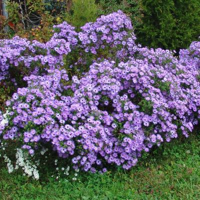 Aster oblongifolius 'Raydon's Favorite'