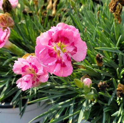 Dianthus x Fruit Punch® Sweetie Pie