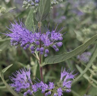 Caryopteris x clandonensis 'Dark Knight'
