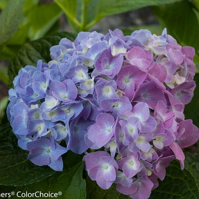 Hydrangea x Let's Dance® Let's Dance® Blue Jangles®