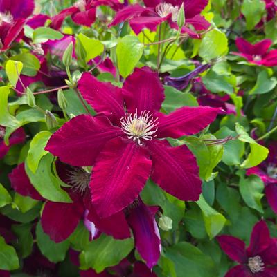 Clematis x Rebecca™