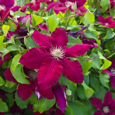 Clematis Rebecca™