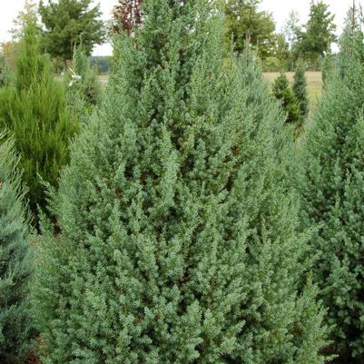 Juniperus x Star Power®