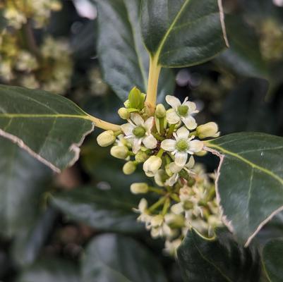 Ilex x 'Nellie Stevens'