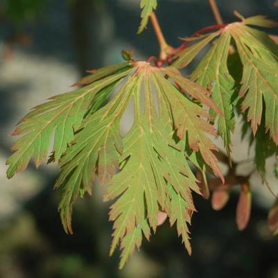 Acer japonicum 'Aconitifolium'