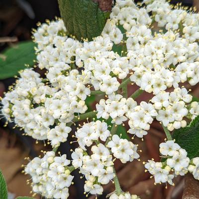 Viburnum x hytidophylloides 'Alleghany'
