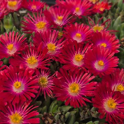 Delosperma cooperi Jewel of the Desert® Garnet