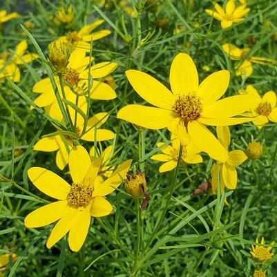 Coreopsis verticillata Zagreb