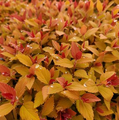Spiraea japonica Double Play® Candy Corn®