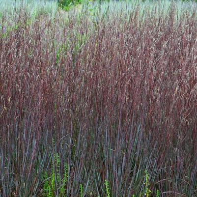 Schizachyrium scoparium Prairie Winds® 'Blue Paradise'