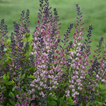 Baptisia x Decadence® Decadence® 'Pink Truffles'