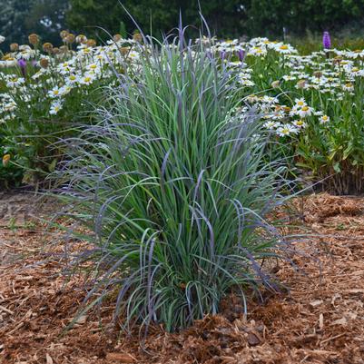 Schizachyrium scop. Twilight Zone