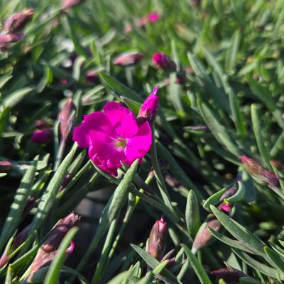 Dianthus x 'Paint the Town Fuchsia'
