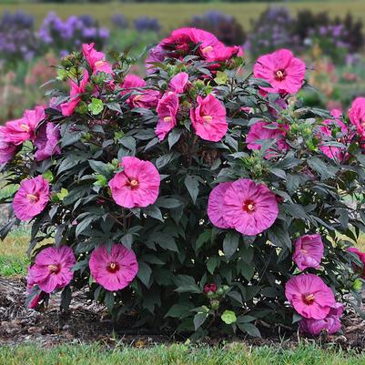 Hibiscus x Summerific® Berry Awesome