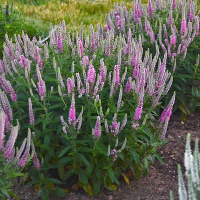 Veronica x Magic Show® Magic Show® 'Pink Potion'