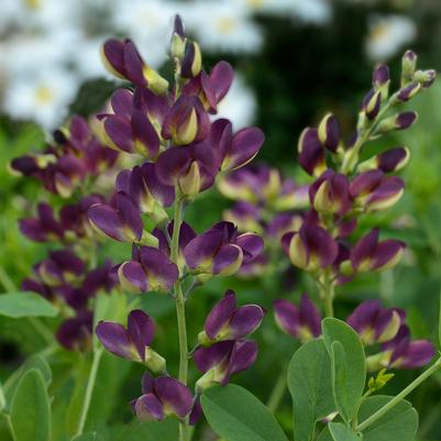 Baptisia x 'Grape Taffy'