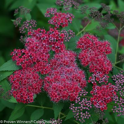Spiraea japonica Double Play® Double Play® Red