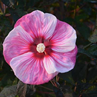 Hibiscus x Summerific® Cherry Choco Latte