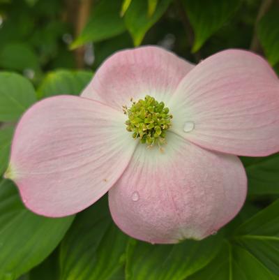 Cornus X Stellar Pink®