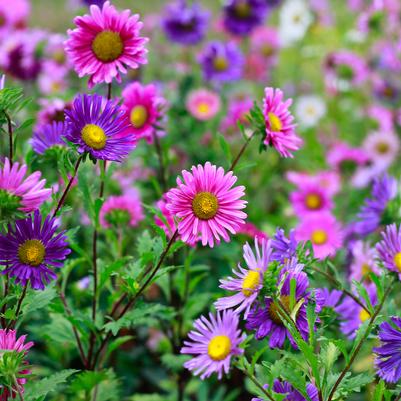 Aster x Medley Mix