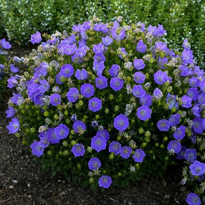 Campanula carpatica 'Rapido Blue'