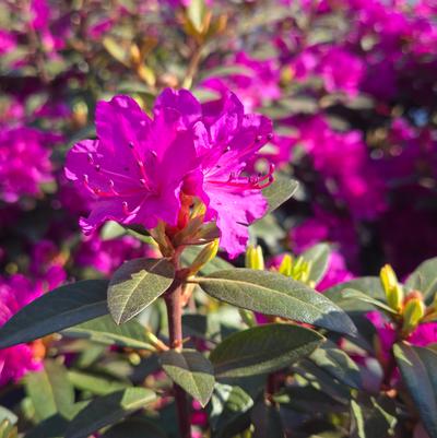 Rhododendron x 'P.J.M. Elite Star'