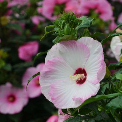 Hibiscus x Summerific® Ballet Slippers