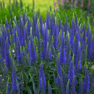 Veronica x Magic Show® 'Wizard of Ahhs'