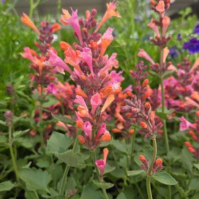 Agastache Kudos™ Ambrosia